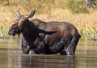 Cow Moose in a Pond in Autumn in Grand Teton National Park Wyoming