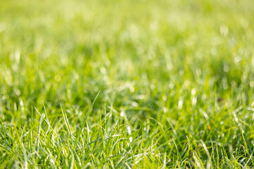 Fototapeta premium Green grass in the sun rays. Green grass background.