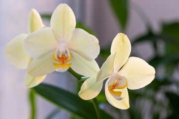 Close view of a flowering branch of an orchid with yellow flowers