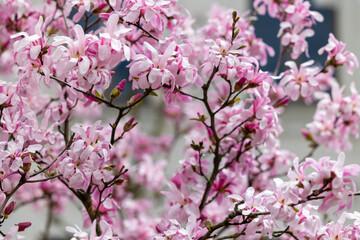 Branches of blooming magnolia against the background of buildings