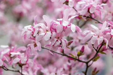 Pink magnolia flowers on a blooming tree branch