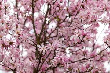 Obraz premium Branches of blooming magnolia with pink flowers on them