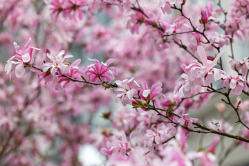 Branch of blooming magnolia against the background of blooming trees