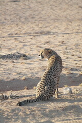 Namibia Cheetah