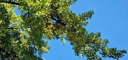 Fototapeta premium Ginkgo biloba tree branches, with green leaves.