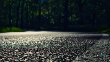 Asphalt - Landstrasse - Allee - Brandenburg - Strasse - - Bundesstrasse - Wald