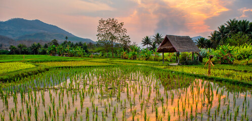 Luang Prabang, Laos. Rice farm and plantation. Agricultural tourism and travel, traditions and...