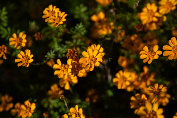 Yellow flowers Dyssodia decipiens in the mountains of Oaxaca near Teotitlan del Valle in Mexico.