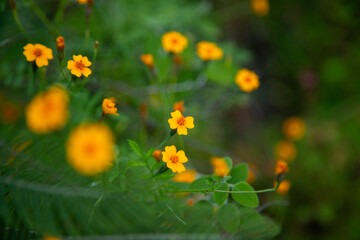 Yellow flowers Dyssodia decipiens in the mountains of Oaxaca near Teotitlan del Valle in Mexico.