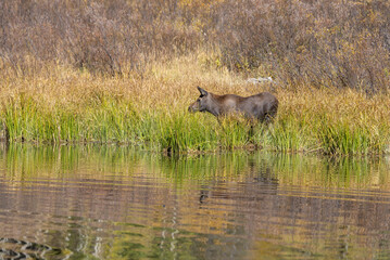Cow Moose in a Pond in Autumn in Grand Teton National Park Wyoming