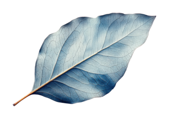 Eucalyptus leaf detailed study high fidelity natural environment close-up view botanical concept isolated on transparent background png