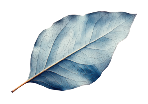 Eucalyptus leaf detailed study high fidelity natural environment close-up view botanical concept isolated on transparent background png