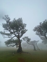 fog forest