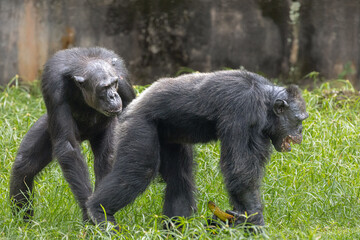 Adult Chimpanzee strolling on grasslands, Taiping Zoo