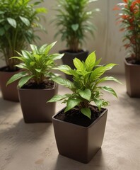 Obraz premium Alternanthera brasiliana seedlings in a planter with other plants, arrangement, seedlings, plants