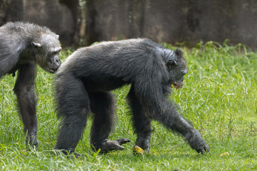 Adult Chimpanzee strolling on grasslands, Taiping Zoo