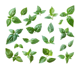 Fresh basil leaves display high fidelity botanical theme top view culinary uses isolated on transparent background png
