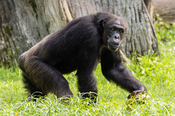Adult Chimpanzee feeding on fruits, Taiping Zoo