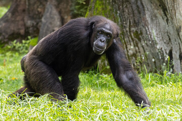 Adult Chimpanzee feeding on fruits, Taiping Zoo