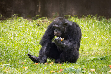 Adult Chimpanzee feeding on fruits, Taiping Zoo