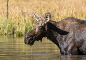 Cow Moose in a Pond in Autumn in Grand Teton National Park Wyoming