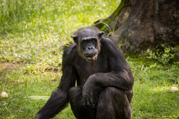 Adult Chimpanzee feeding on fruits, Taiping Zoo