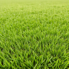 Fototapeta premium green lawn texture background