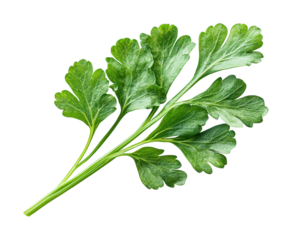 Fresh green watercress leaf display studio setting high fidelity minimalist background close-up view vibrant concept isolated on transparent background png