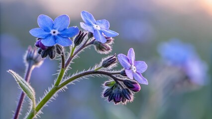 close up of a flower