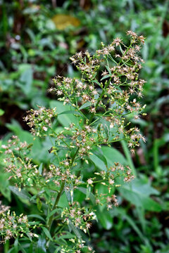 Canadian horseweed (Erigeron canadensis or Conyza canadensis) on tropical forest, Teresopolis, Rio de Janeiro, Brazil