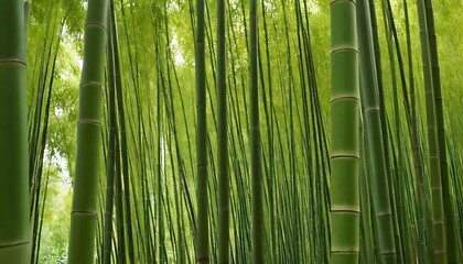Bamboo tree with sunlight.,as of green bamboo trees in a forest with sunlight,nature, day, tree, balance, bonding, carrying, 7896