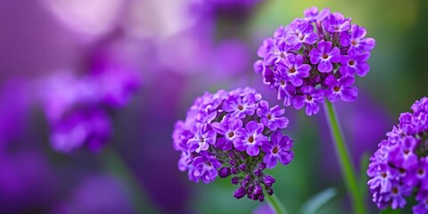 Fototapeta premium Verbena, known for its vibrant purple hue, symbolizes family happiness. The Verbena bloom carries significant meaning, reflecting joy and well being for all. Embrace the beauty of Verbena blooms.