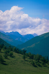 landscape in summer