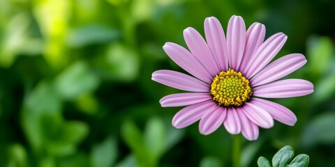 Obraz premium Close up of a pink daisy against a vibrant green background, highlighting the delicate beauty of the pink daisy and its intricate petal details amidst the lush greenery.