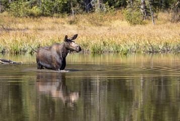 Cow Moose in a Pond in Autumn in Grand Teton National Park Wyoming