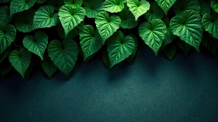 Fototapeta premium Lush Green Heart-Shaped Leaves on Dark Background, Perfect for Nature-Themed Designs