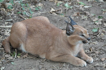 Caracal Karakal Cat Africa Afrika 