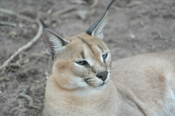 Caracal Karakal Cat Africa Afrika 