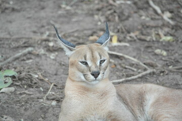 Caracal Karakal Cat Africa Afrika 
