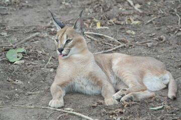 Caracal Karakal Cat Africa Afrika 