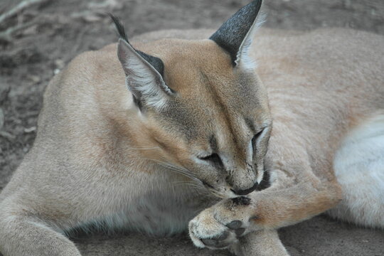 Caracal Karakal Cat Africa Afrika 