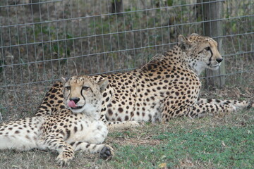 Cheetah Südafrika South Africa