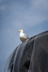 seagull sits on a stilt with clear water flowing under a blue sky on a summer day.