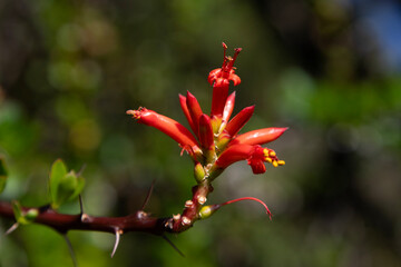 Beautiful variety of nature and flowers in the mountains of Oaxaca near Teotitlan del Valle in Mexico.