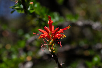Beautiful variety of nature and flowers in the mountains of Oaxaca near Teotitlan del Valle in Mexico.