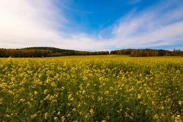 field of sunflowers