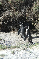 Penguin Pinguin Cape Town Kaphorn 