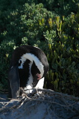 Penguin Pinguin Cape Town Kaphorn 