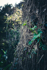 Leave on a Tree with vines