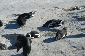 Penguin Pinguin Cape Town Kaphorn 